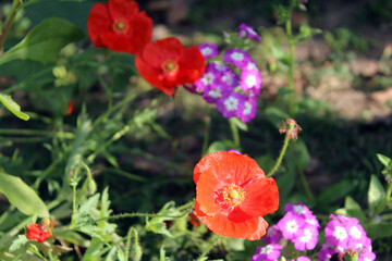 red poppy flower