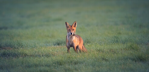 Red fox Vulpes he caught a mouse in the meadow and looked around with the catch.