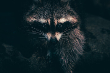 Raccoon looking directly into the camera very cute