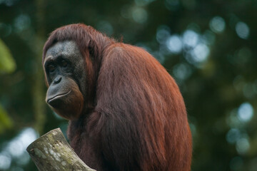 Face to face with female orangutan (orang-utan) in their natural environment in the rainforest on Borneo (Kalimantan) island with dense trees  © Prashanth Bala