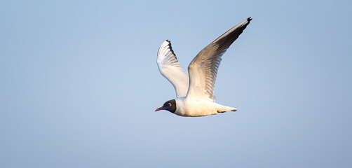 Fototapeta na wymiar A seagull lands on a frozen lake.