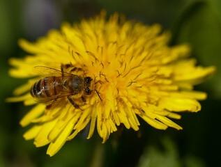 macrofotografia di ape su fiore di tarassaco, Apis mellifera, Taraxacum officinalis © apele75