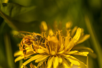 macrofotografia di ape su fiore di tarassaco, Apis mellifera, Taraxacum officinalis