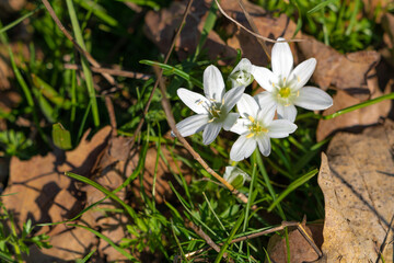 Ornithogalum Umbellatum white flower in forest