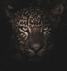 portrait of a leopard