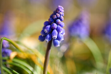 macrofotografia di un Muscari azzurro, Muscari Armeniacum