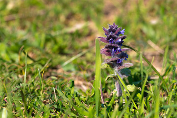 Ajuga pyramidalis, Pyramidal Bugle. Wild plant at spring season