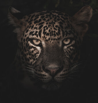 portrait of a leopard