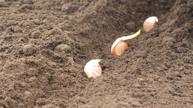 Closeup of planting garlic in vegetable garden, inserting garlic cloves into the soil by hands