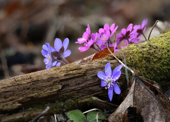 Hepatica nobilis f. rubra - unusual colored Hepatica
