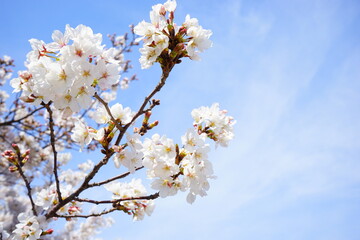 Obraz premium Beautiful cherry blossom, Sakura, in spring time over blue sky in Osaka prefecture, Japan. Copy space, Closeup - 日本 桜の花 