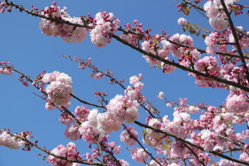 八重桜　青空の背景