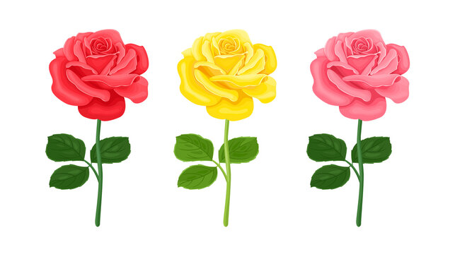 Set of blossoming roses of different colors. Rose flowers in yellow, red and pink colors isolated on white background. Vector illustration in cartoon flat style.