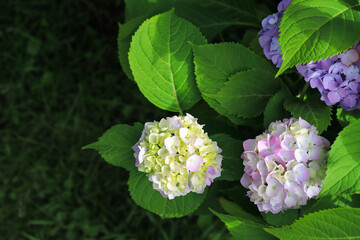 Blooming pink Hydrangea macrophylla (bigleaf, French, lacecap or mophead hydrangea, penny mac) in the garden, top view, copy space. The pale purplish pink hortensia