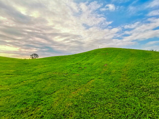 Green Grass and tree in Golf court under blue sky