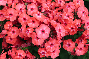 A close up of coral-pink flowers of Phlox paniculata (garden, perennial or fall phlox) of the 'Sweet Summer Dream' cultivar in a garden, top view, full frame. Salmon colored phlox with fuchsia eyes