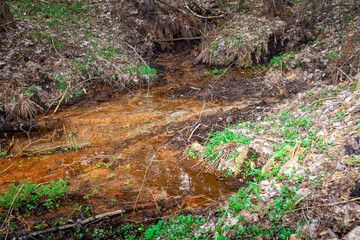 spring in the forest. The photo was taken in the city of Izium, Ukraine on April 11, 2021