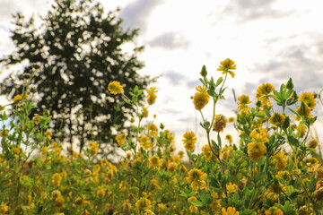 Yellow flowers of large hop trefoil (Trifolium aureum, golden clover) in the field on a cloudy summer morning, selective focus