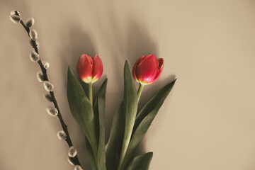 Tulips and catkins in flat lay type photo