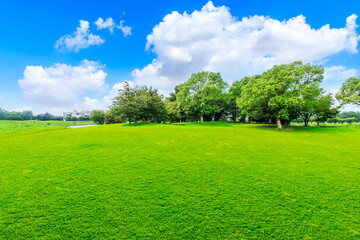 Green grass and trees in spring season.