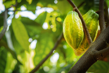 Cacao tree with cacao pods in a organic farm..