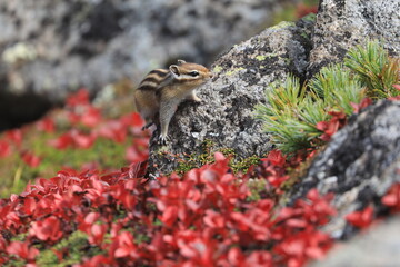 ウラシマツツジの紅葉とシマリス
