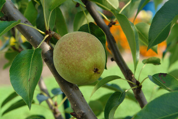 Unripe green pear of the 'Memory of Yakovlev' variety on a branch, close-up. This is an early...
