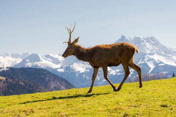Male deer walking in green meadow in spring. Snow covered mountains in the background.