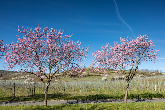 Almond Tree Blosson At The German Wine Route