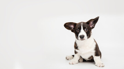portrait of a charming cute cardigan welsh corgi puppy sitting on a white background joyful looking at the camera. banner funny animals concept