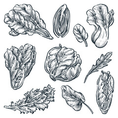 Green leaf vegetables set, hand drawn isolated design elements. Salad plants, sketch vector illustration - 427025676