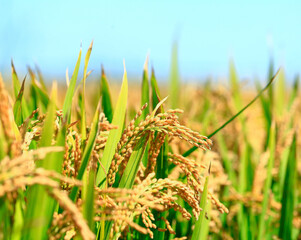 Ripe rice, in the paddy fields