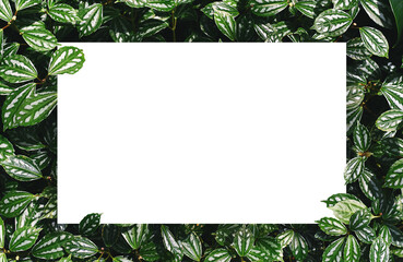 white paper on green leaf background with center free space for montage text or product