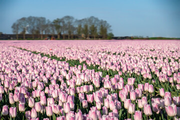 Fototapeta na wymiar A colorful field of pink Dutch tulips. Noordoostpolder in the province of Flevoland in the Netherlands during Spring.
