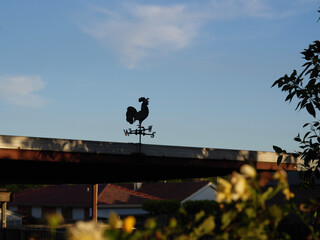 birds on the roof