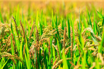 Ripe rice, in the paddy fields