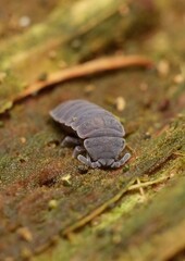 blue giant springtail Tetrodontophora bielanensis