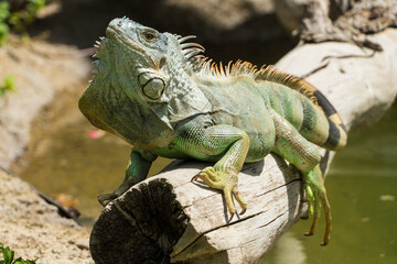 A Green Iguana (Iguana iguana) sits on log in the sunshine with head in the air.