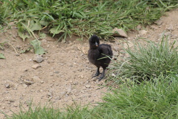 poussin noir