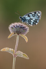 Melanargia galathea butterfly on a dry blade of grass under the morning sun