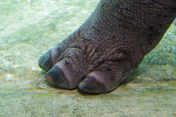 A common hippopotamus foot and toes (Hippopotamus amphibius) underwater view very close up.