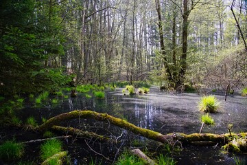 Auwald im Lambsbachtal bei Homburg Saar