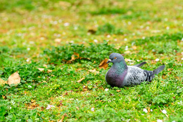公園で落ち着いているハト