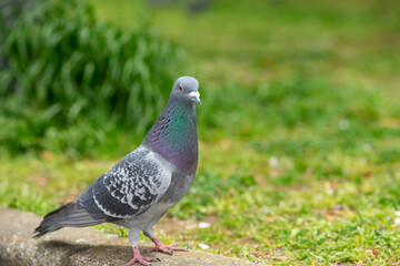 公園で佇むハト