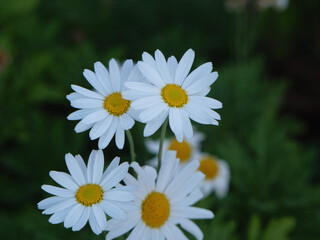 Fototapeta premium white daisies in a garden