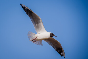 Black headed gull bird flying. Chroicocephalus ridibundus.