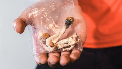 Magic Mushrooms for microdosing being held in man hands. Psilocybin psychedelic therapy.