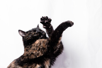 A tricolor cat plays on a white background, a hunter cat reaches for its prey with its paws