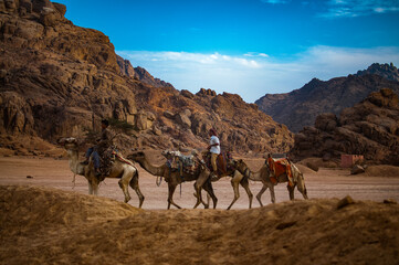 Sinai Desert. Nature and inhabitants of the Sinai Desert.