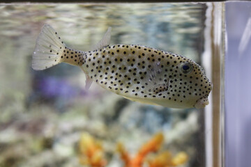 Beautiful sea fish swimming underwater on tropical coral reef in deep blue ocean sea.